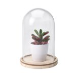Artificial Plant In Glass Dome Bell Jar With Small Wooden Base