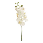 Single Orchid White Flower