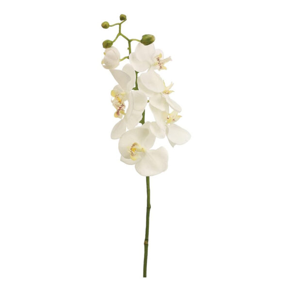 Single Orchid White Flower