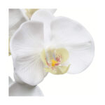 Single Orchid White Flower - Image 2