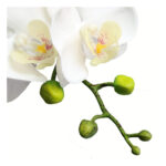 Single Orchid White Flower - Image 3