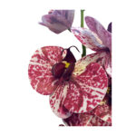 Single Touch Orchid Mix Colours - Image 2