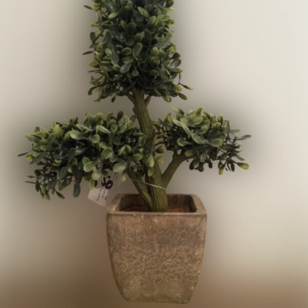 Potted Boxwood Plant 11