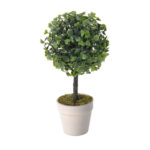Buxus In Pot 9 Inch