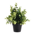 Plant 23Cm With Black Pp Pot 23Cm