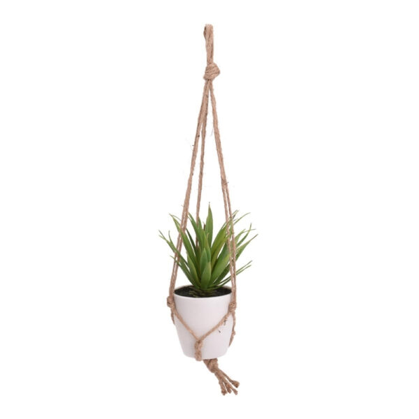 Plant In Pp Pot