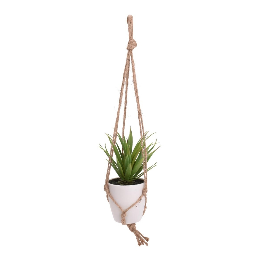 Plant In Pp Pot Plant In Pp Pot