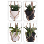 Plant In Pp Pot