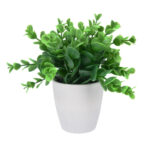 Plant In White Round Pot