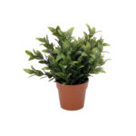 Plant 10 Inch Plastic In Pot