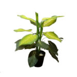 Artificial Scindapsus Aureus 70 Cm with Pot