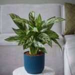Artificial Variegated Peacock Leaf Foliage Bundle - Image 2