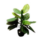 Artificial Peacock Leaf Tree 70 Cm with Pot
