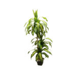 Artificial Brazilian Palm Tree 155 cm with Pot – Yellow Green –