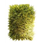 Wall Panel Artificial Plant 60 cm x 40 cm – Simulation of Great Eupos Lawn - Image 2