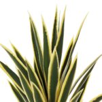 Artificial Variegated Yucca Plant Yellow-Edge Leaves with Pot (Plastic) - Image 2