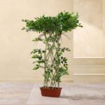 Simulated Mesh Mini Green Banyan Plant (Plastic) - Image 2