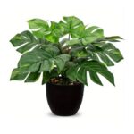 Artificial Monstera Deliciosa Plant (Swiss Cheese Plant Style)