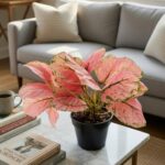Dekordom Cvet u Saksiji – Pink Aglaonema - Image 2