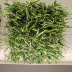 Wall Panel Artificial Plant 60 cm x 40 cm – Mondo Grass - Image 2