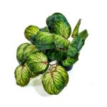 Artificial Begonia Leaf Plant (Veined Style) - Image 2