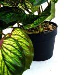 Artificial Begonia Leaf Plant (Veined Style) - Image 5