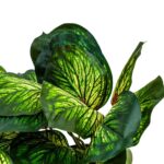 Artificial Begonia Leaf Plant (Veined Style) - Image 4