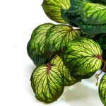 Artificial Begonia Leaf Plant (Veined Style) - Image 3